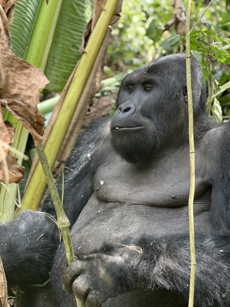 DRC Kahuzi Biega