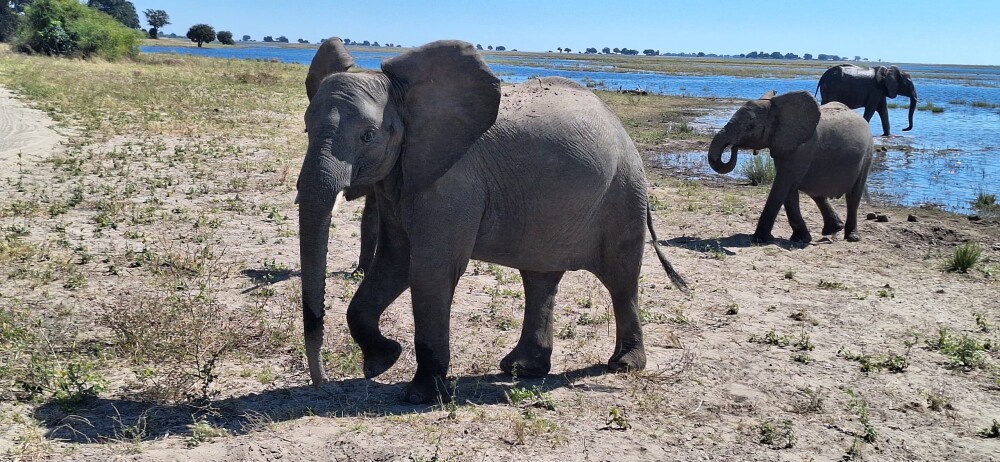 elephant