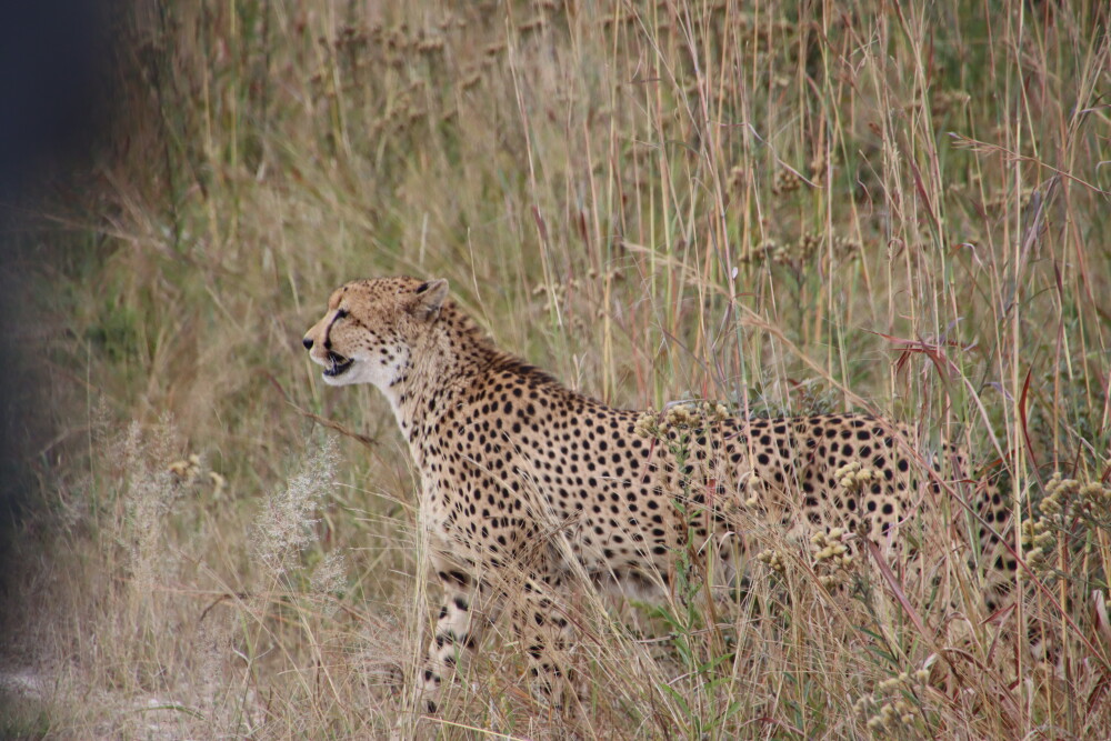 Hwange national park