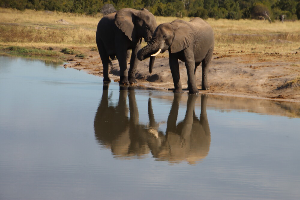Hwange national park