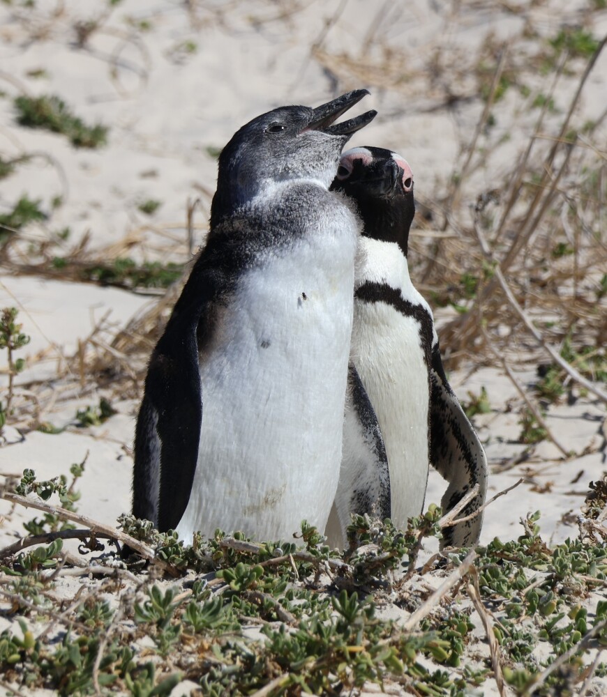 Penguins on the Cape Peninsular tour