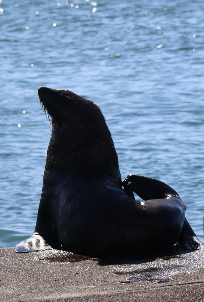 A welcoming seal at the waterfront