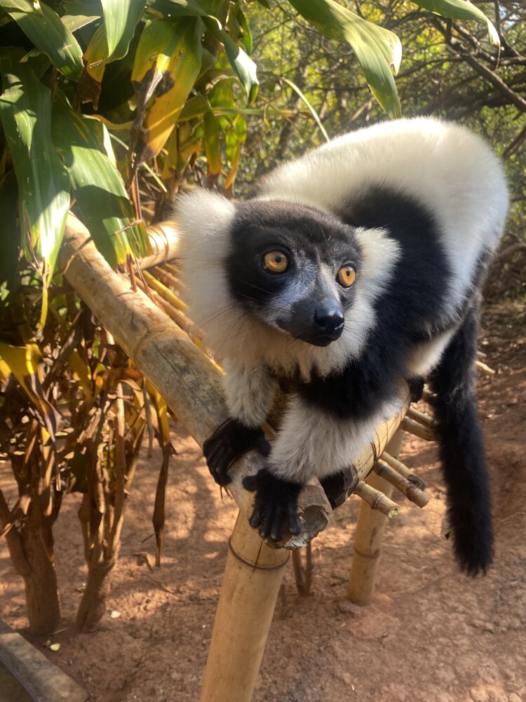 Lemurs