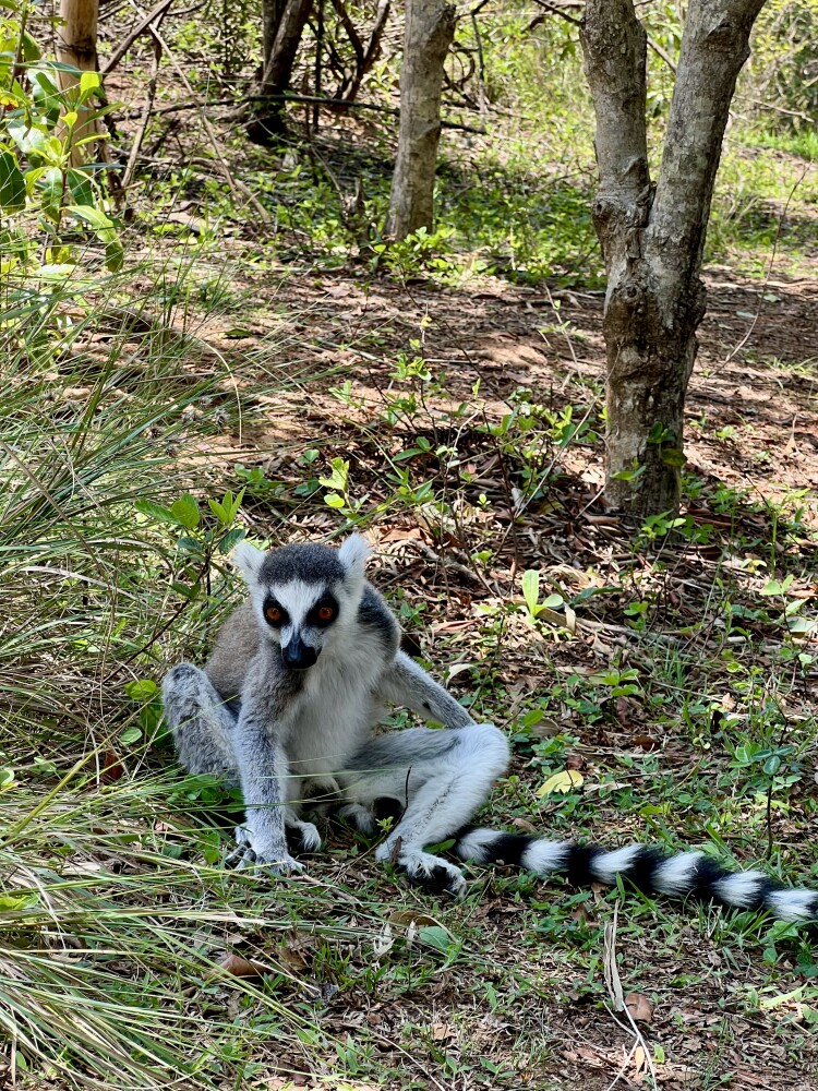 King Julian