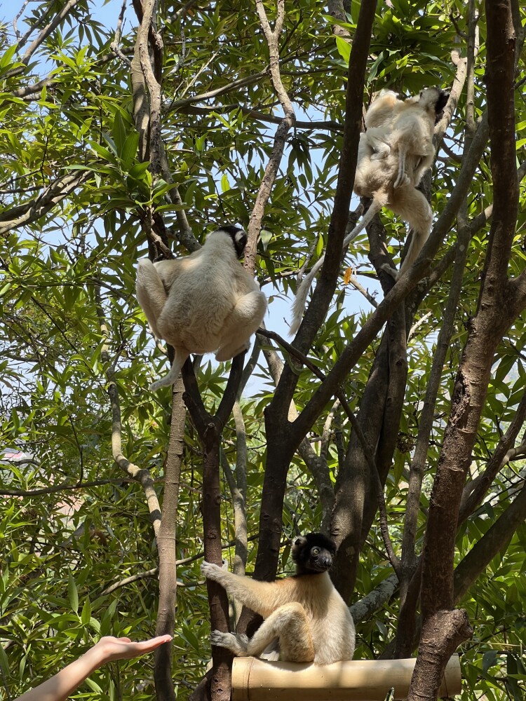 Lemur’s park