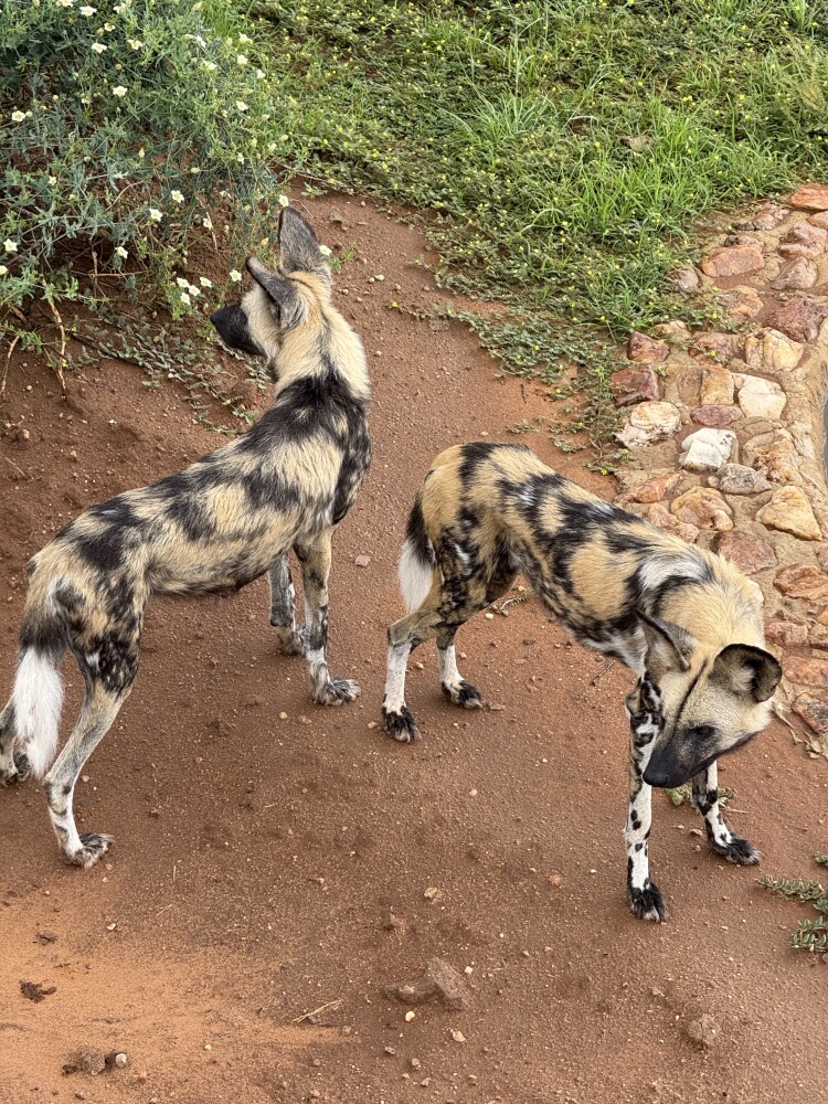 Wild Dogs at Na’ankuse Lodge in Windhoek
