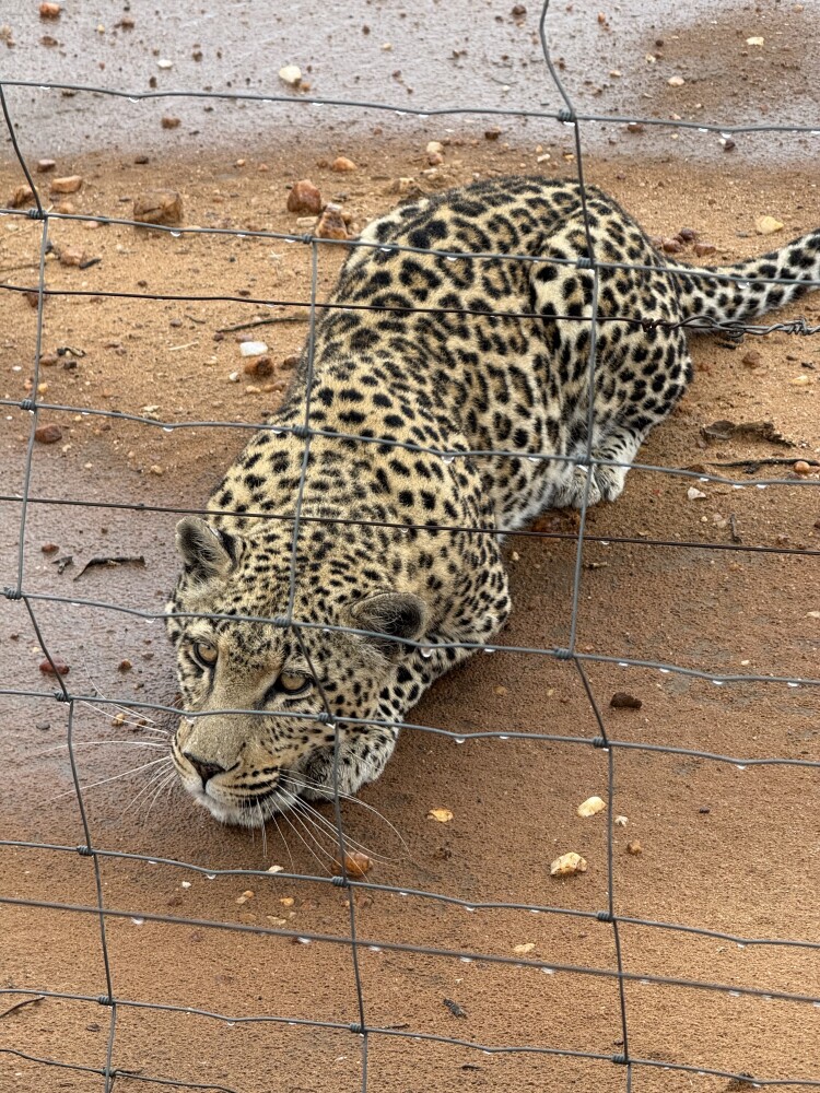 Leopard feeding