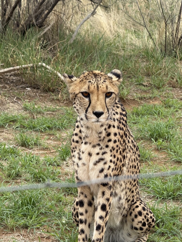 Cheetah feeding