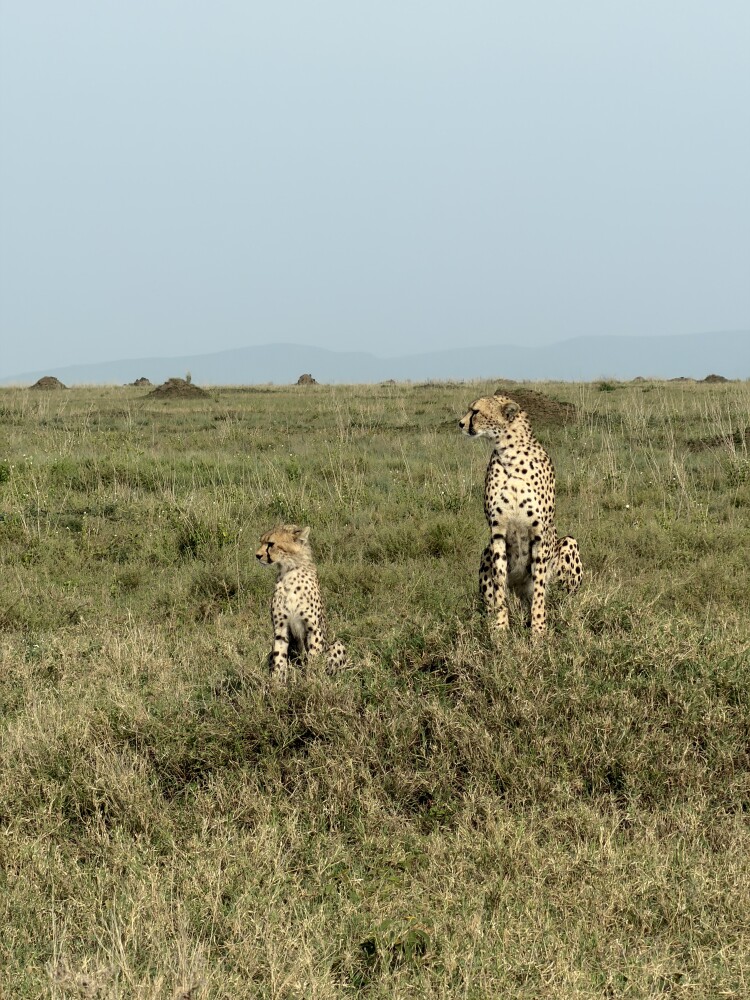 Photo by Laura Tedjasukmana