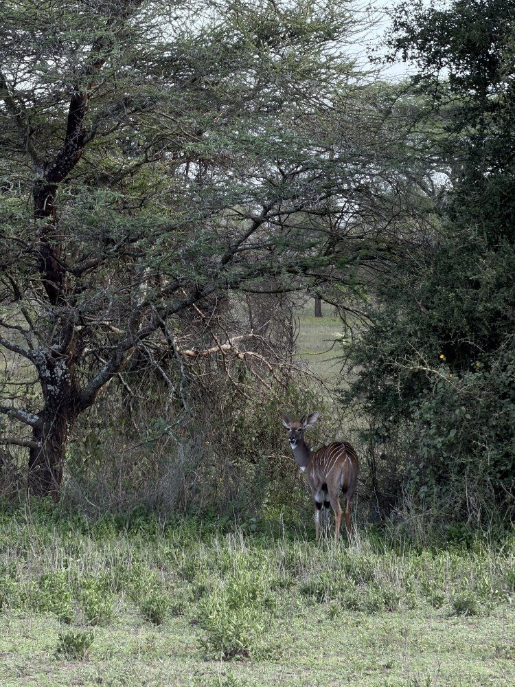 Photo by Laura Tedjasukmana