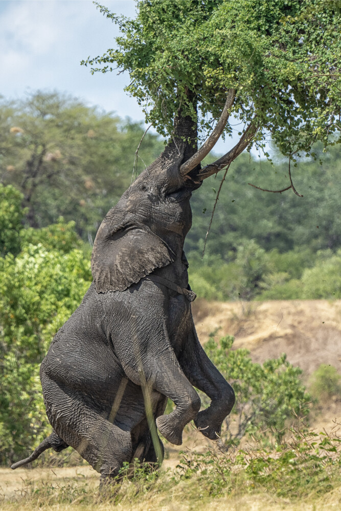 At Mana Pools, Boswell doing his thing, standing on his hind legs reaching for the tender leaves.