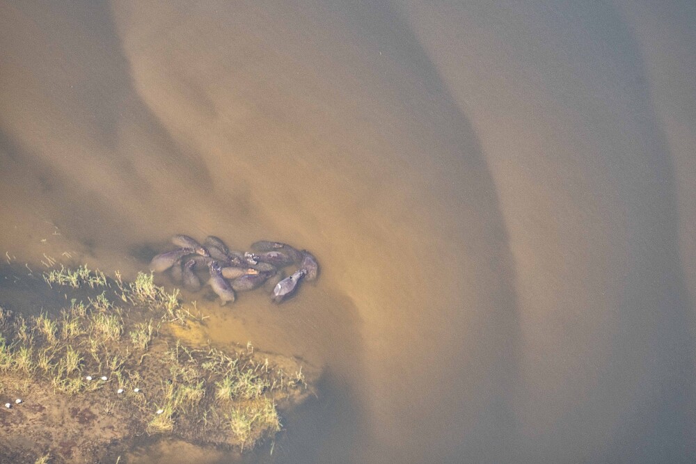 Pod of hippos on the Zambezi