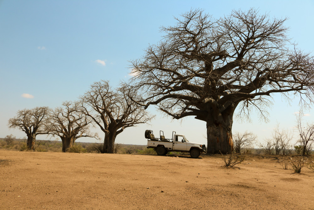 Sacred Baobabs - Chitake Springs