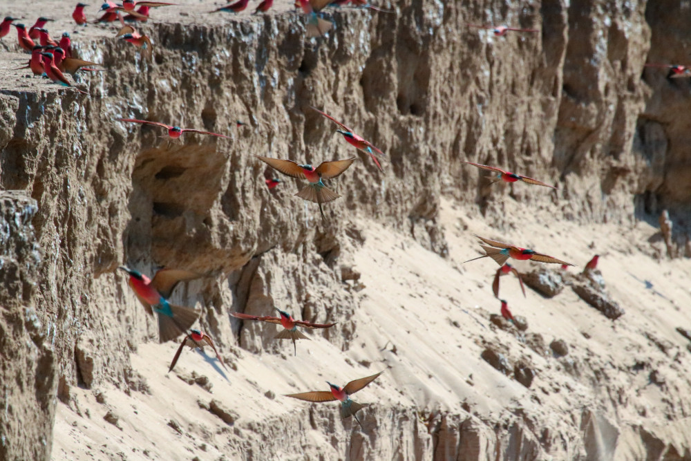 Carmine Bee-Eaters near camp