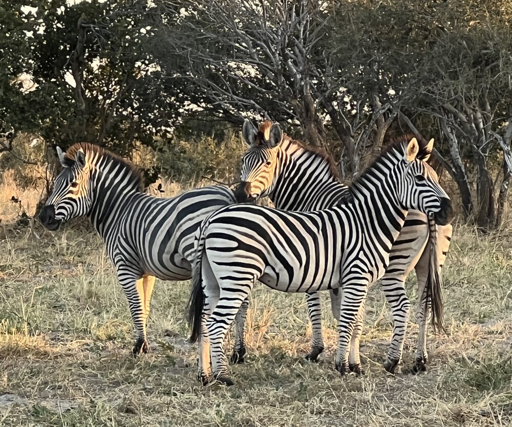 Zebra
