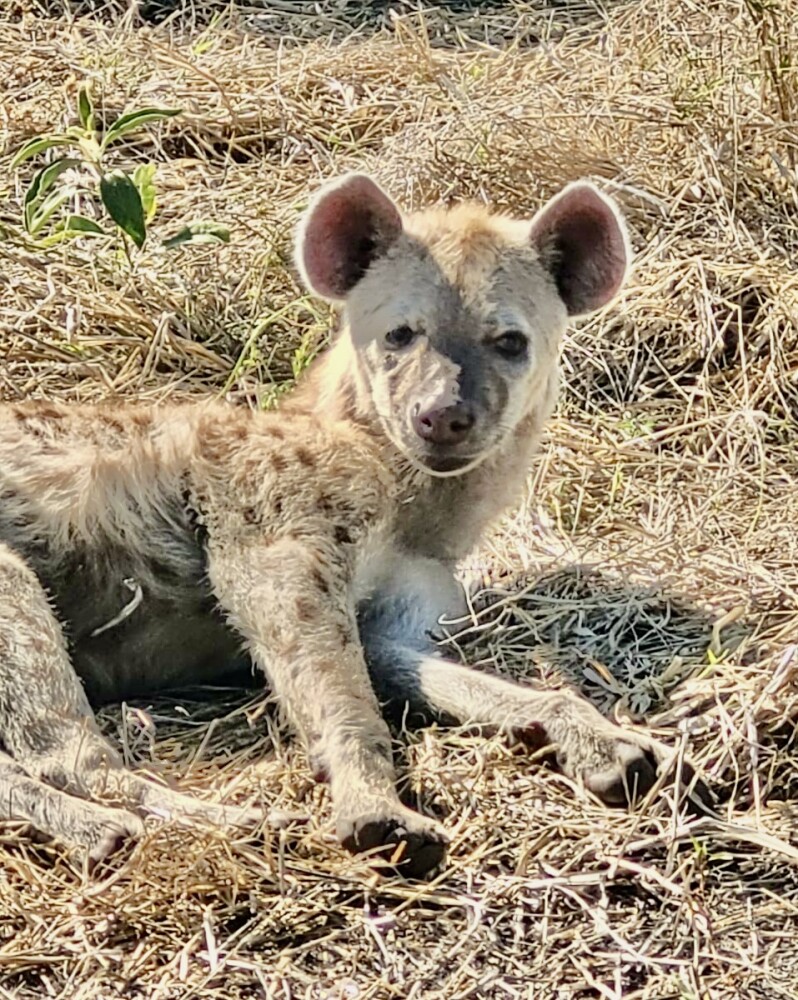 Hyena