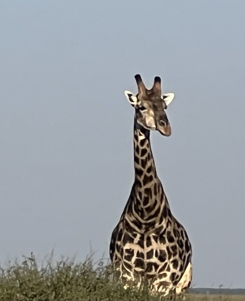 Giraffe