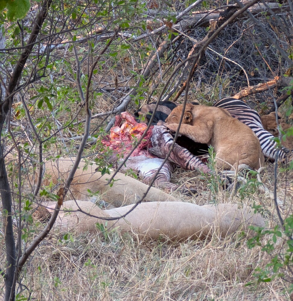 lion cub feeding