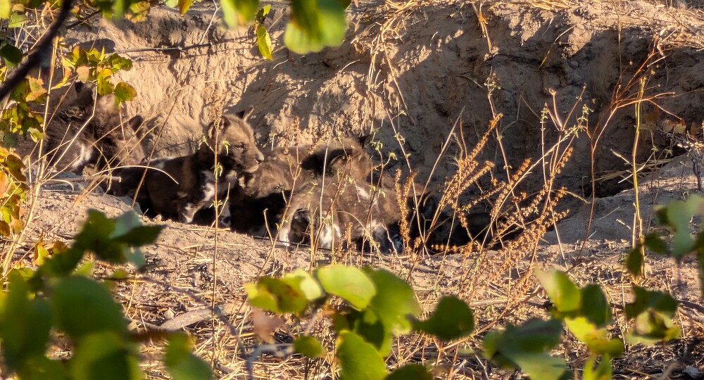 wild dog puppies