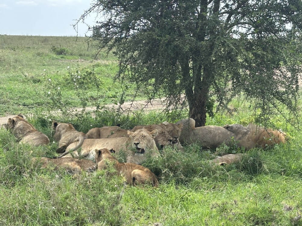 Lions resting after eating