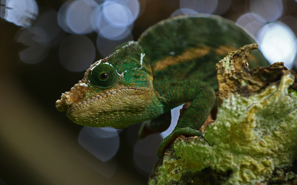 Chameleon