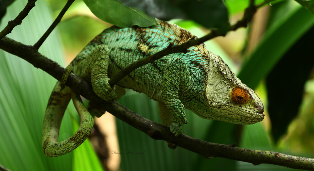 Chameleon