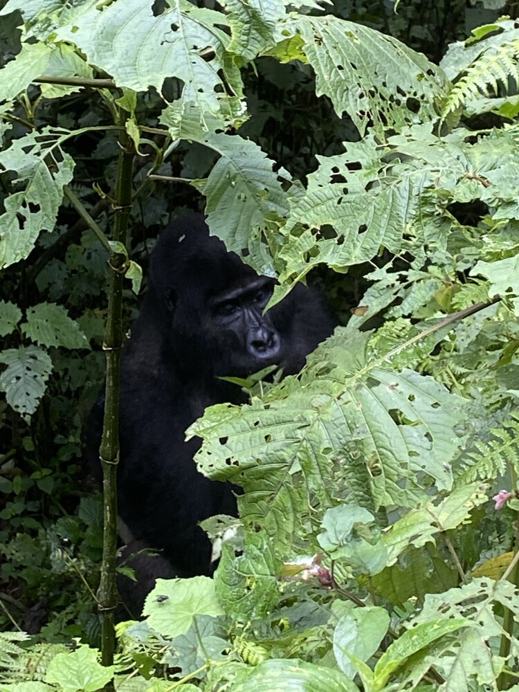 Silverback gorilla (98% of our DNA)