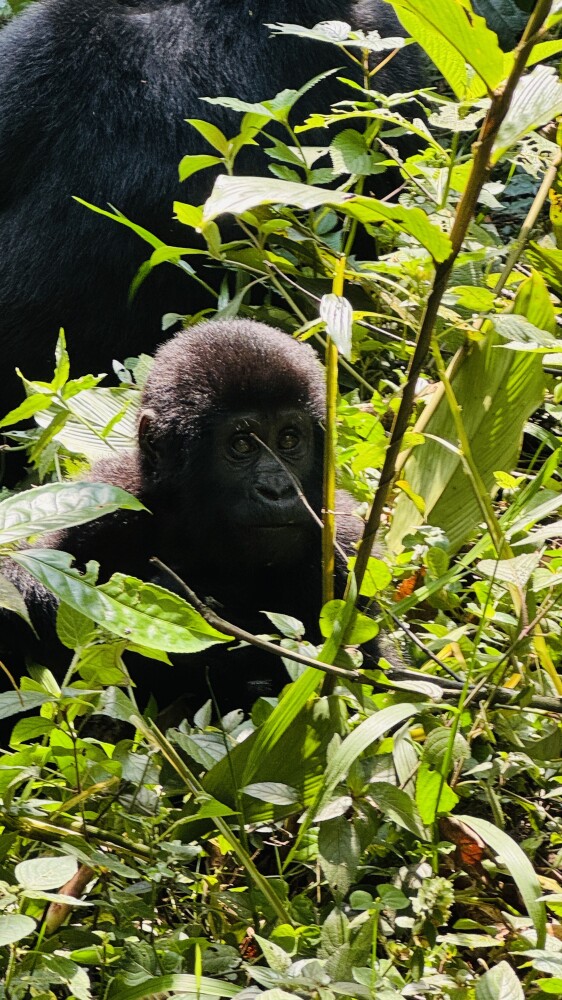 Gorilla trekking