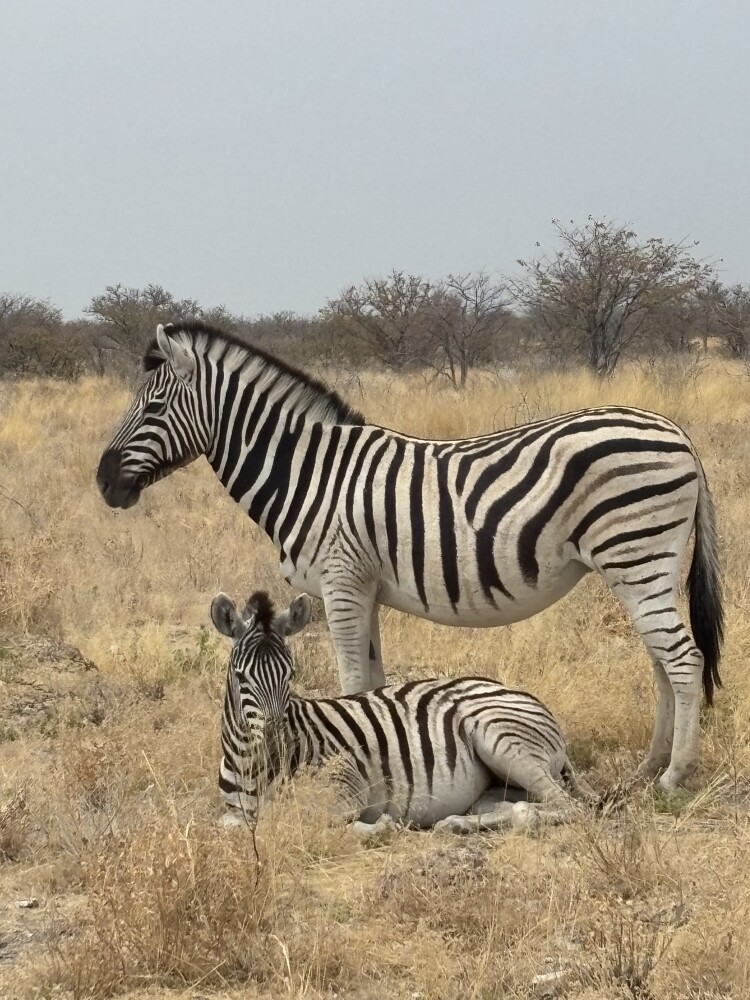 Etosha