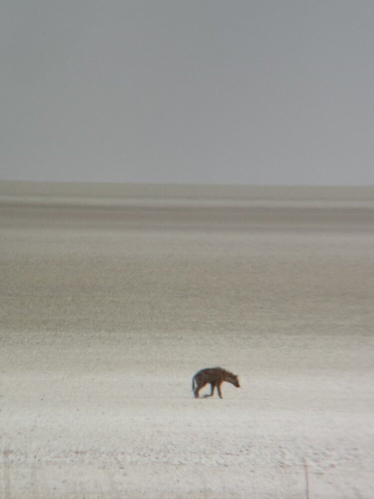 Etosha