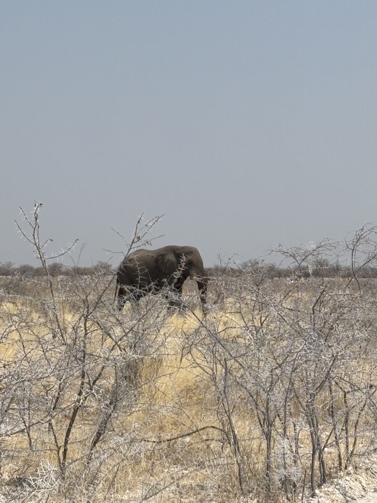 Etosha