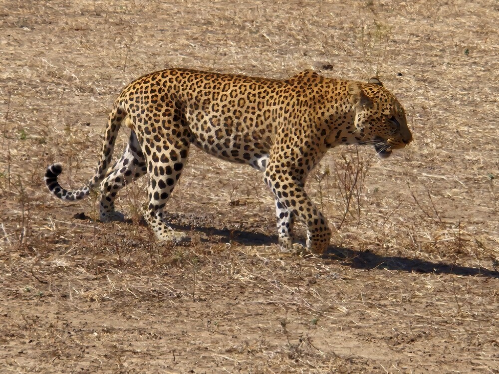 Luangwa Leopard