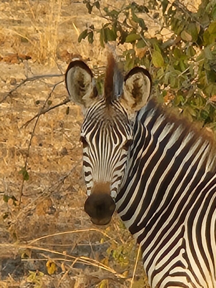 Zebra Zoom