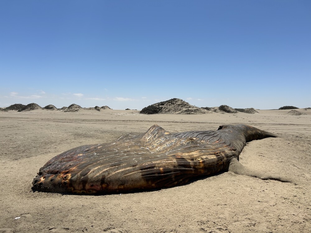 We also saw living whales in the water but this old beached one was a trip