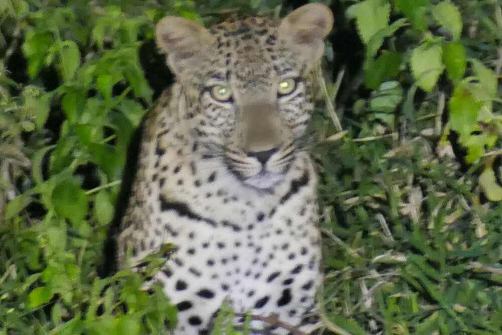 Leopard active at night