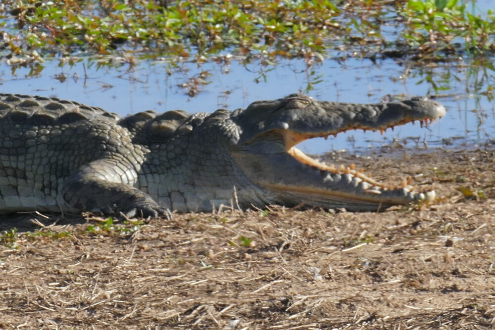 Crocodile warming up
