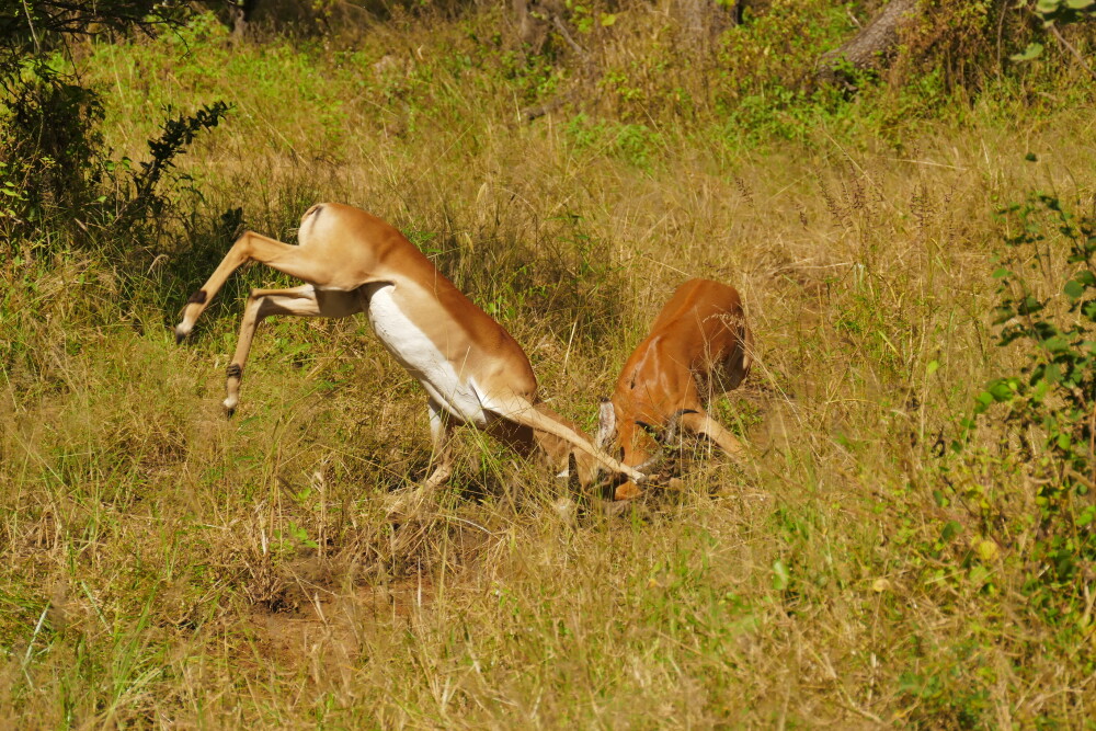 Dominance battle of male impalas