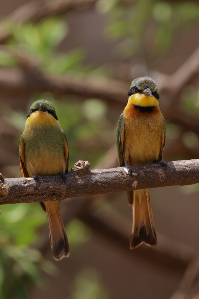 A male and female pair of little bee eaters, photo by Safari Monster Simon
