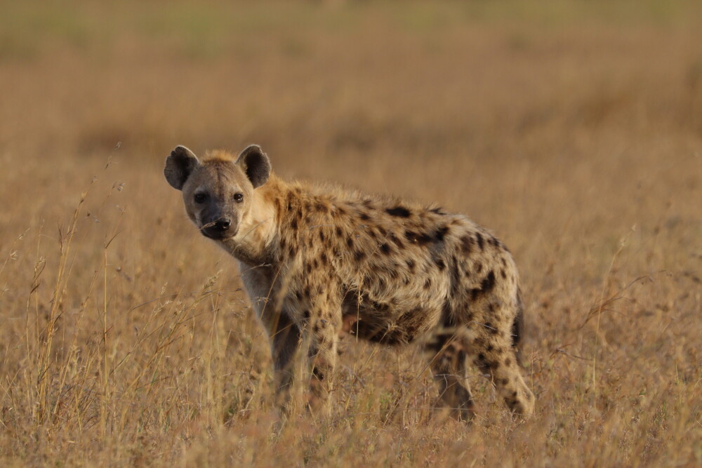 A spotted hyena at golden hour, photo by Safari Monster Simon