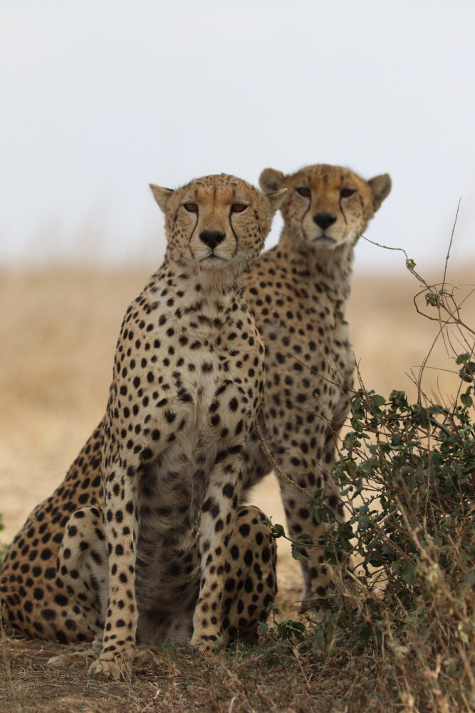 Two cheetah brothers in the Serengeti, photo by Safari Monster Simon