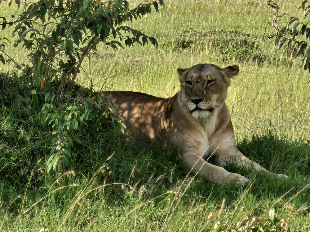 Lioness
