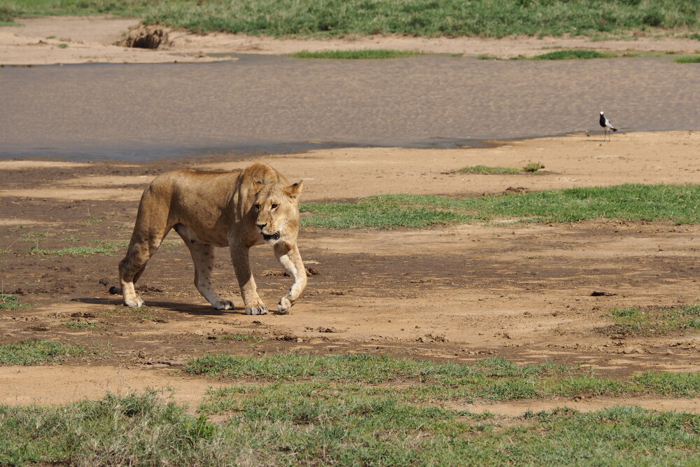 Lioness (Nakuru)