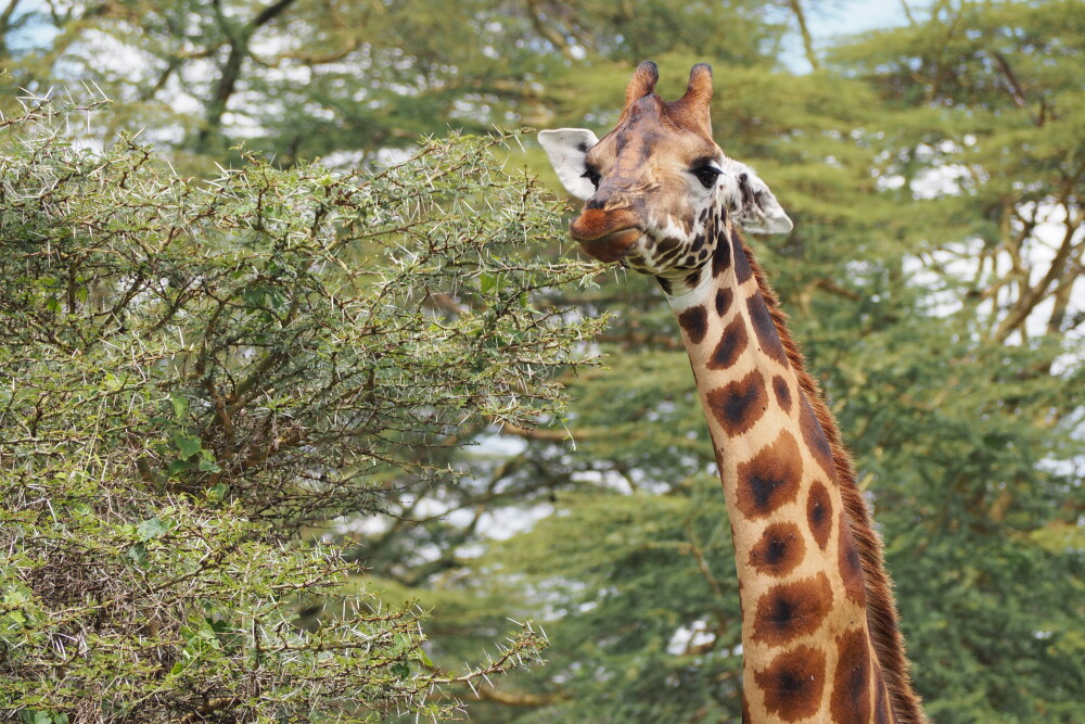 Giraffe (Nakuru)