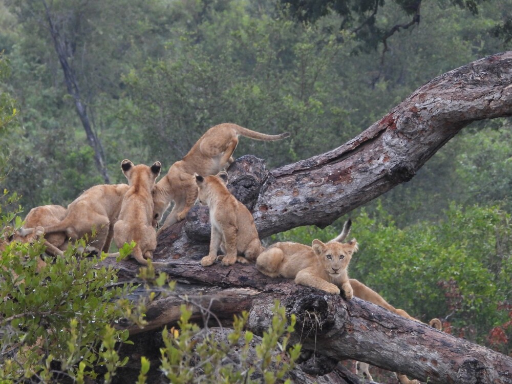 Lion cubs
