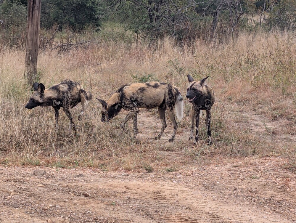 Wild dogs