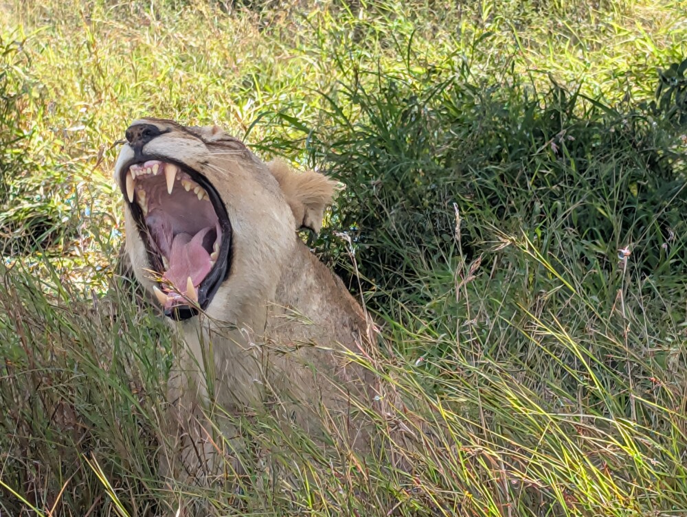 Lioness