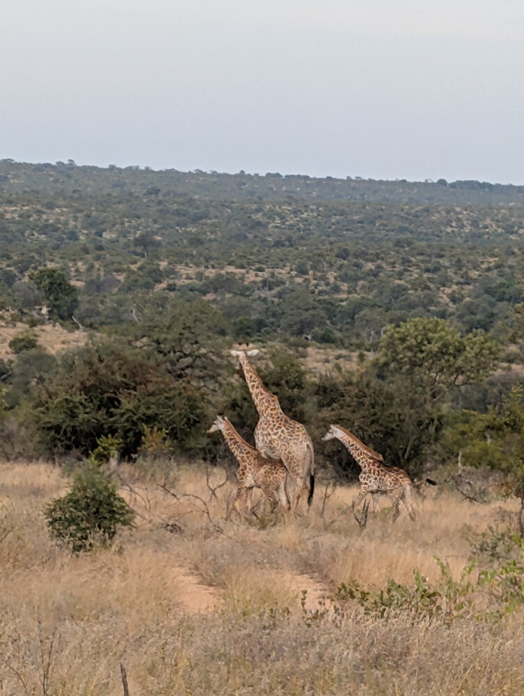 Giraffe with it's little ones