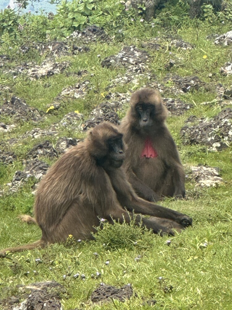 Monkeys
