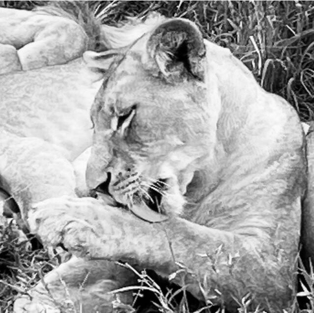 King of Kruger