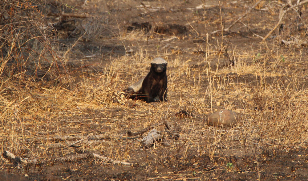 Honey Badger